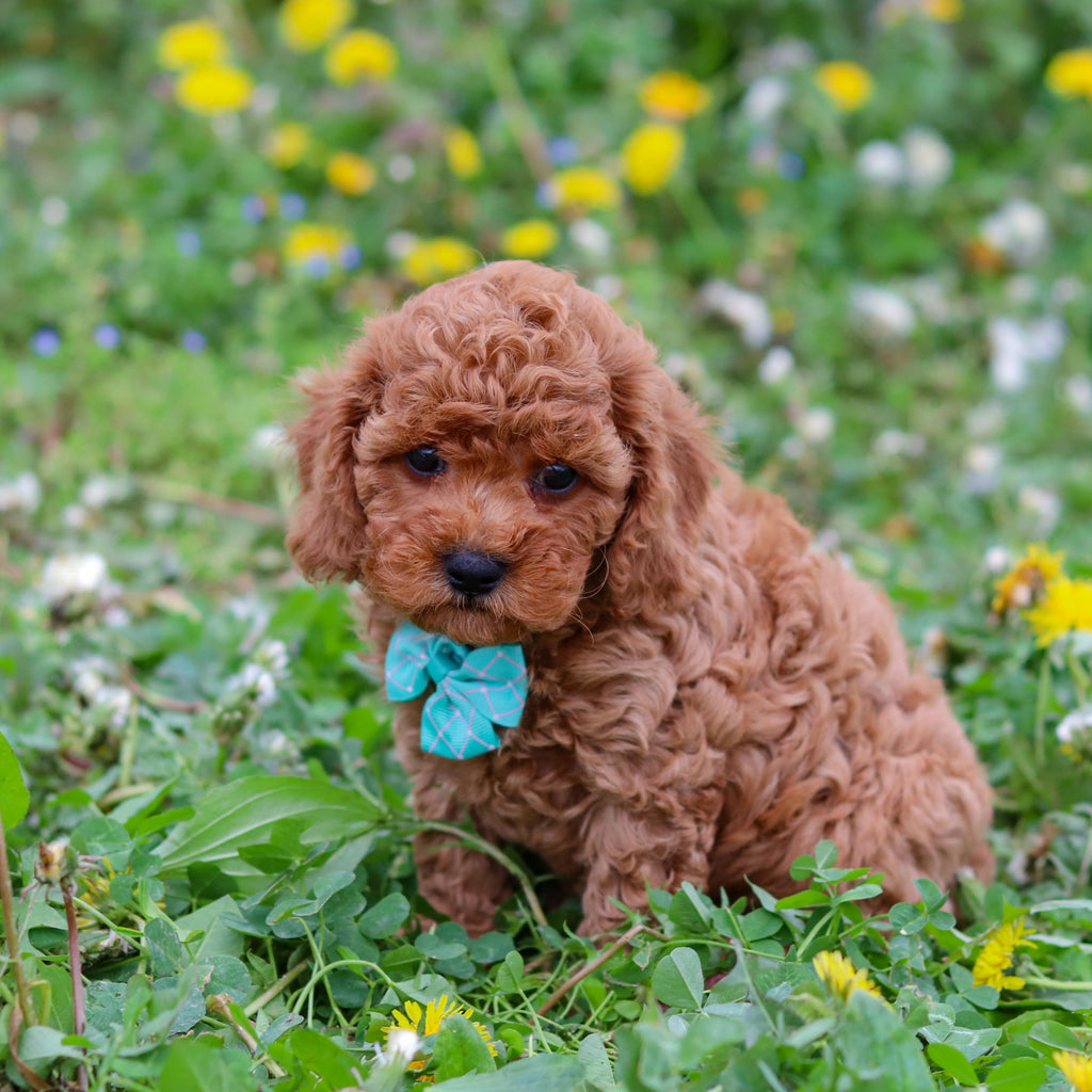 Donnie - Available 4/30