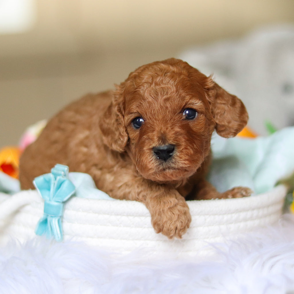 Donnie - Available 4/30