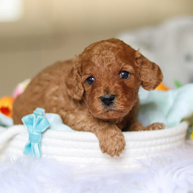 Donnie - Available 4/30