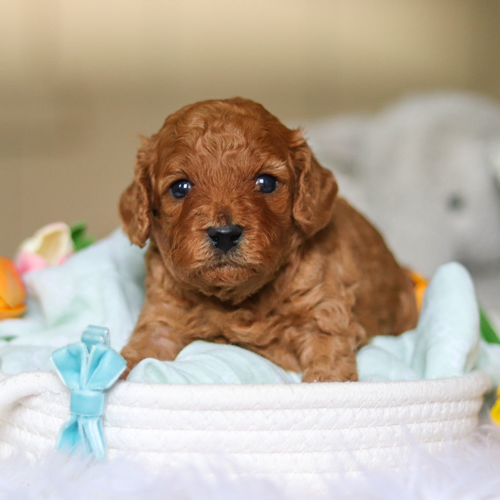 Donnie - Available 4/30