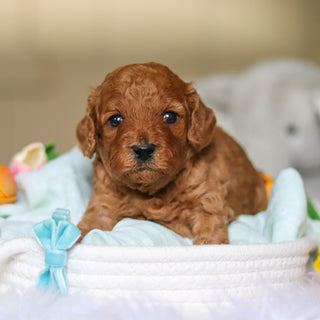 Donnie - Available 4/30