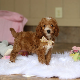 Newton - Available 6/4