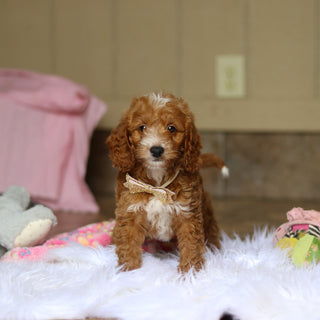 Newton - Available 6/4