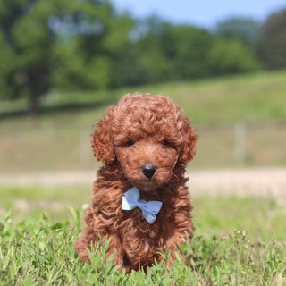 Jerry - Available 7/23