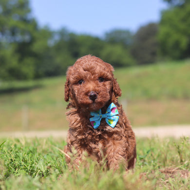 Jesse - Available 7/23