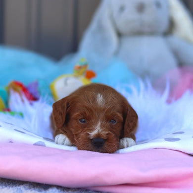Reno - Available 8/6