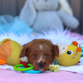 Reno - Available 8/6