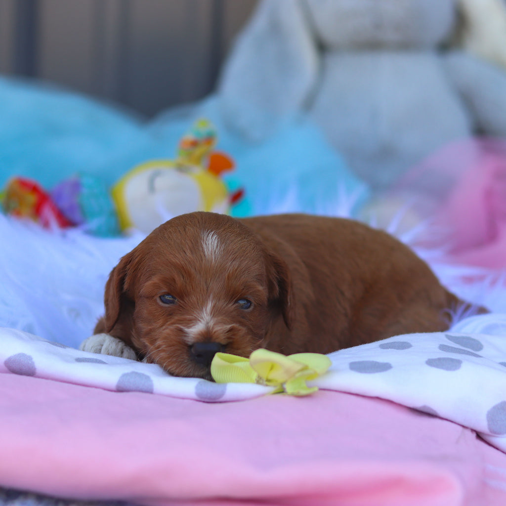 Reno - Available 8/6