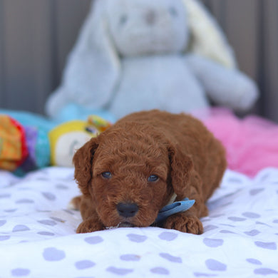 Rascal - Available 8/6