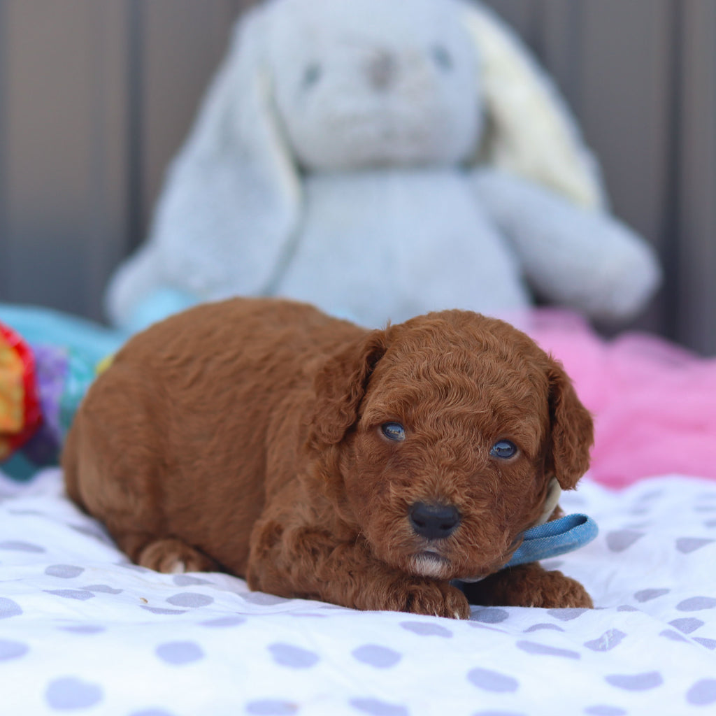 Rascal - Available 8/6