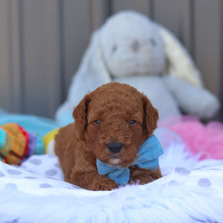 Rascal - Available 8/6