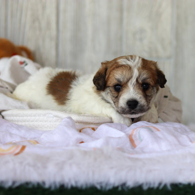 Augie - Available 6/4