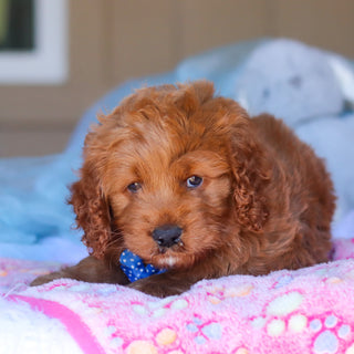 Kevin - Available Now