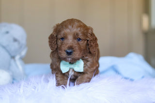 Kevin - Available Now