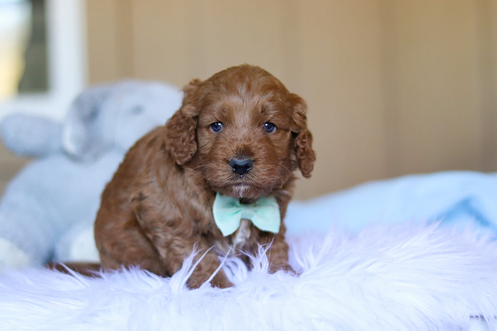 Kevin - Available Now