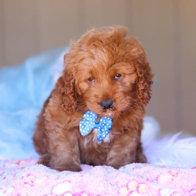 Kevin - Available 3/26