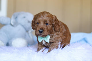 Kevin - Available Now