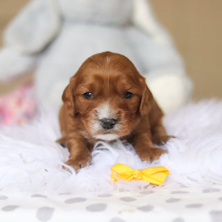 Zippy - Available 3/26