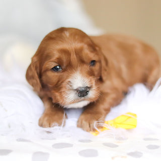 Zippy - Available 3/26