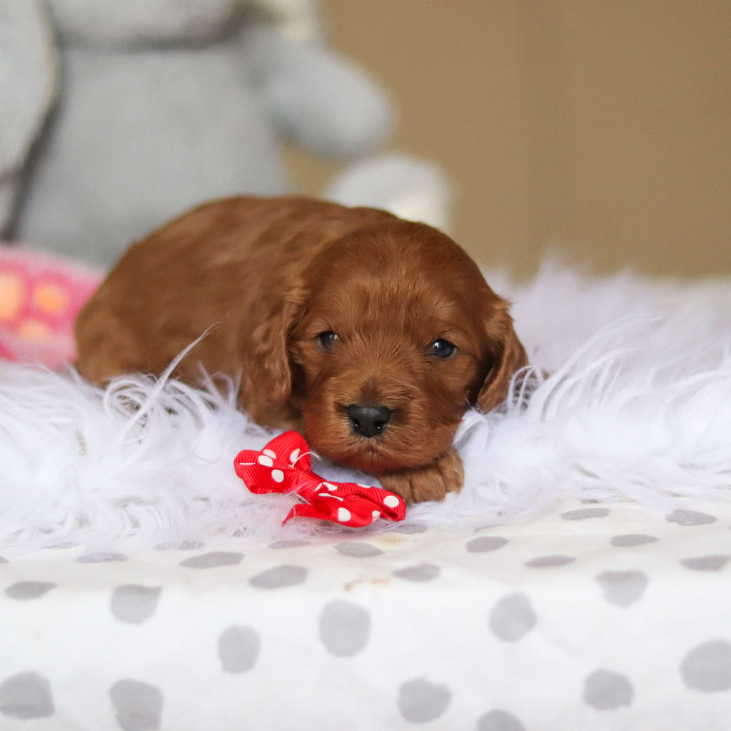 Douglas - Available 3/26