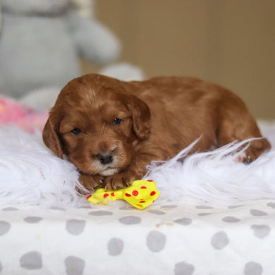 Stevie - Available 3/26