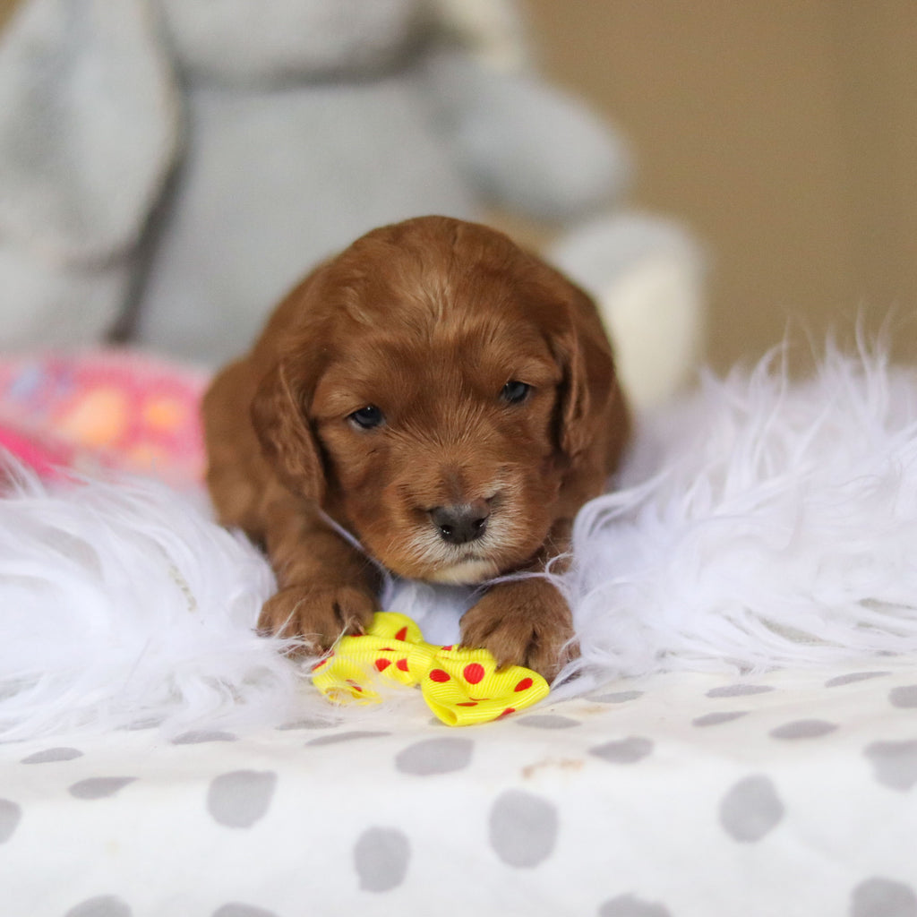 Stevie - Available 3/26