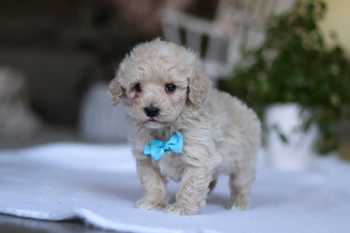 Grant - Available 3/19