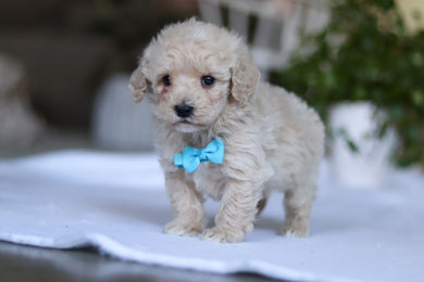 Grant - Available 3/19