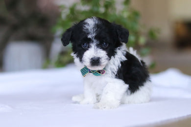 Gavin - Available 3/19