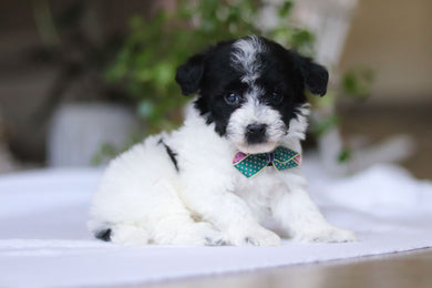 Gavin - Available 3/19