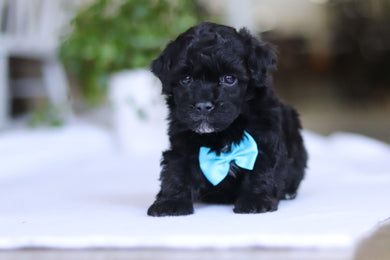 Grady - Available 3/19