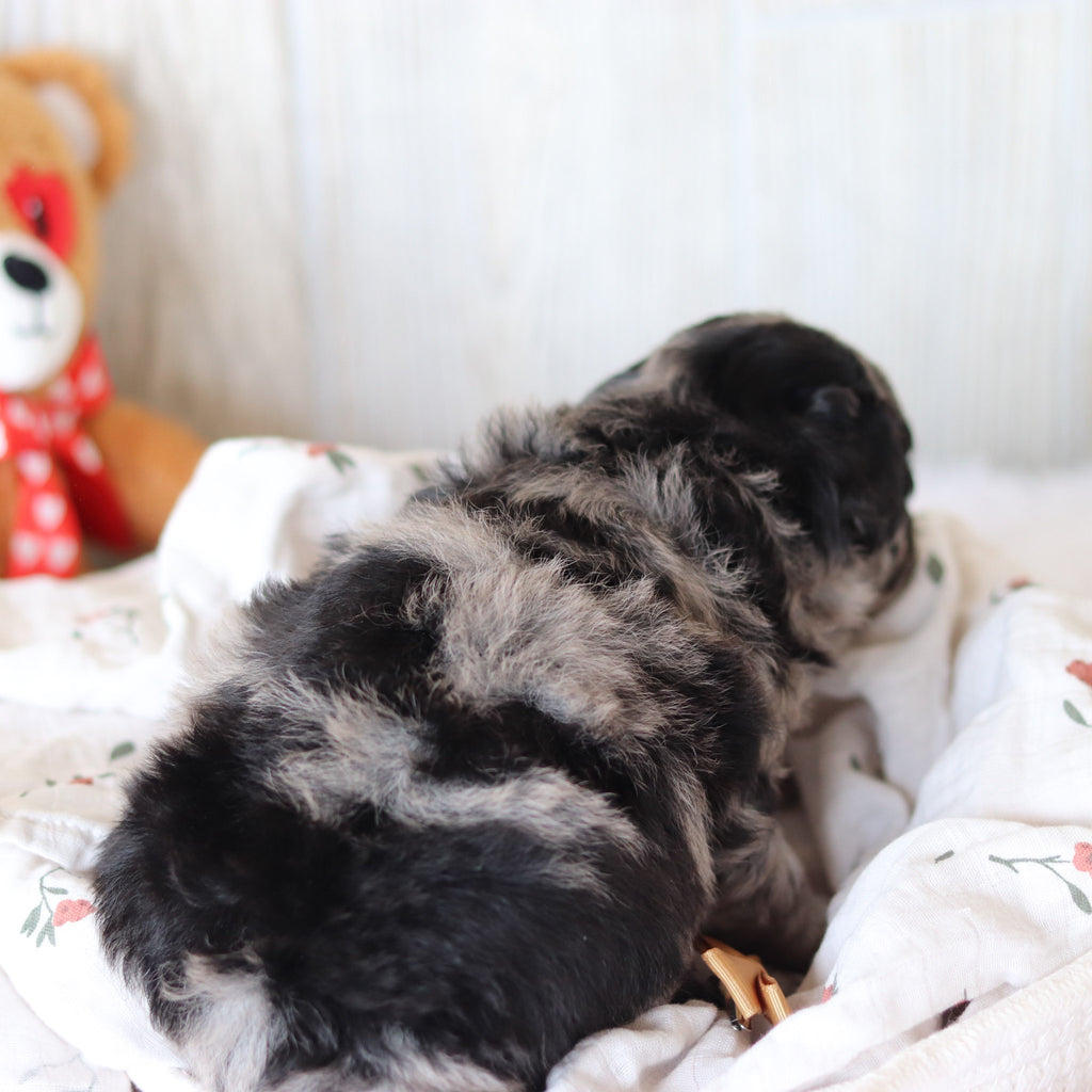Sampson - Available 6/4