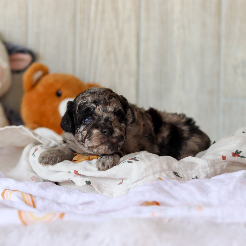 Sampson - Available 6/4