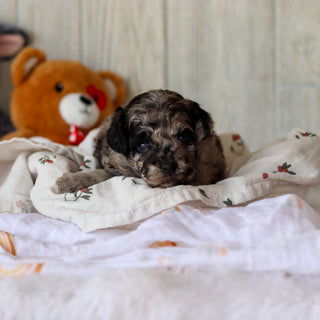 Sampson - Available 6/4