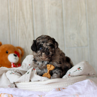 Sampson - Available 6/4