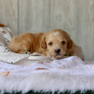 Clancy - Available 6/4