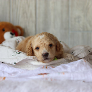Clancy - Available 6/4