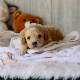 Clancy - Available 6/4