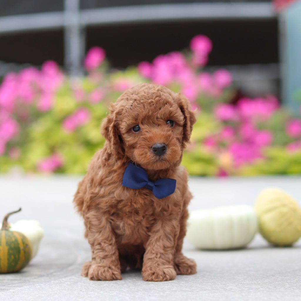 Monroe - Available 10/22