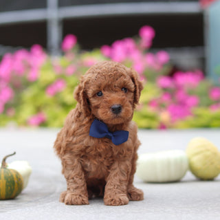Monroe - Available 10/22