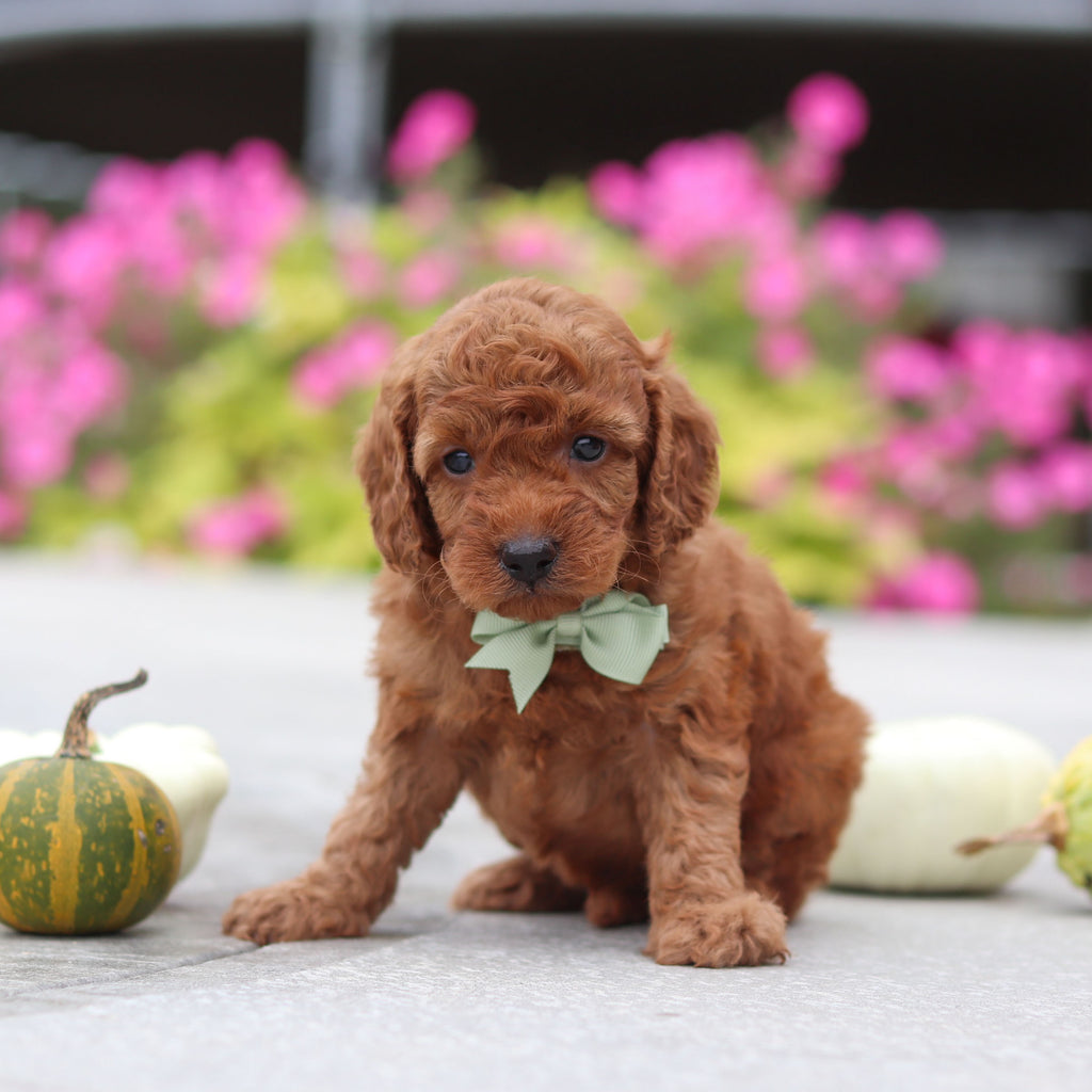 Myles - Available 10/22