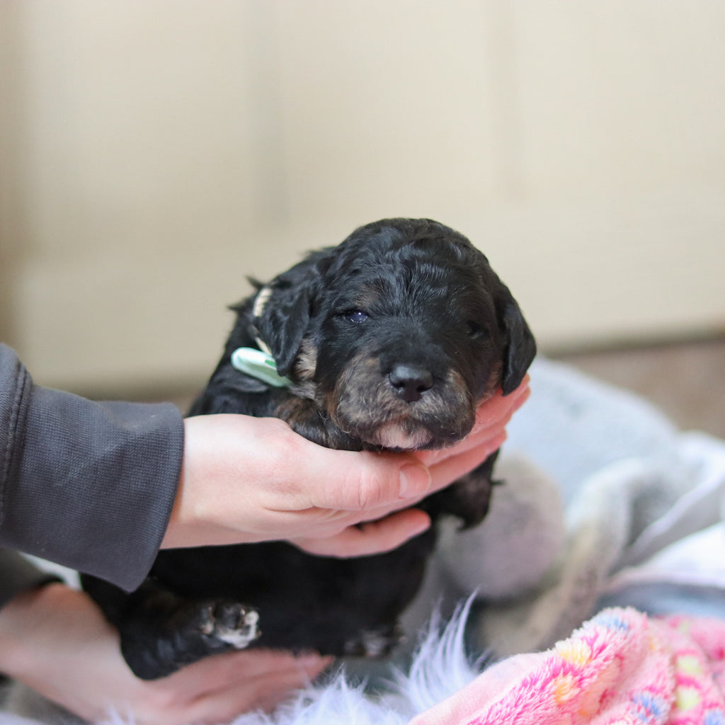 Finnegan - Available 3/12