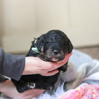 Finnegan - Available 3/12