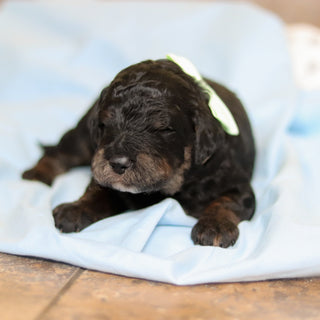 Finnegan - Available 3/12