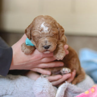 Felix - Available 3/12