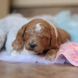 Felix - Available 3/12