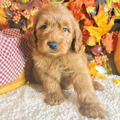 Abe - Available 11/5