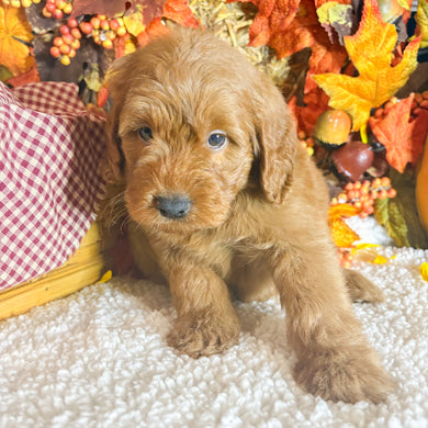 Abe - Available 11/5