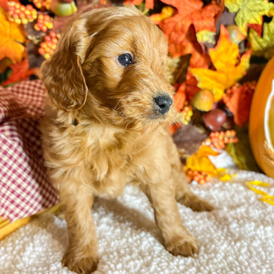Aspen - Available 11/5