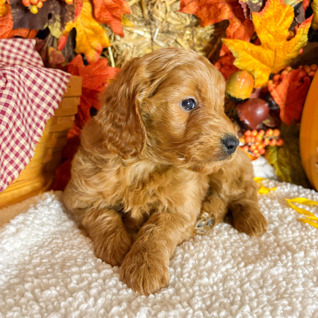 Aspen - Available 11/5